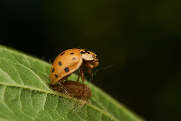 Ladybug parasitized by a Dinocampus Coccinellae wasp