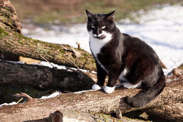 black and white cat sits on snow-covered logs. winter. - Powered by Adobe