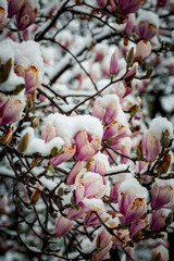 a rare flower of magnolia sulanja, under the spring snow,spoiled
