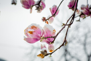 a rare flower of magnolia sulanja, under the spring snow,spoiled
