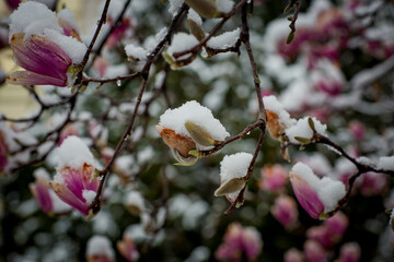 a rare flower of magnolia sulanja, under the spring snow,spoiled