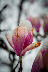 a rare flower of magnolia sulanja, under the spring snow,spoiled