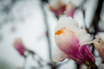 Fototapeta na wymiar a rare flower of magnolia sulanja, under the spring snow,spoiled