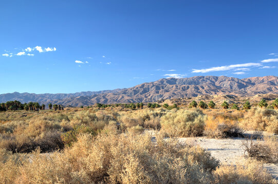 Coachella Valley Nature Preserve: A Nature and Oasis Hike. Fauna outside the oasis.