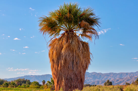 Coachella Valley Nature Preserve: A Nature and Oasis Hike