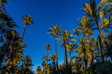 Obraz na płótnie Canvas big green palm tree against the sky