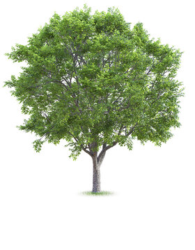 Elm tree isolated on transparent background, 3d rendering
