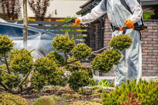 Safe Pesticide Application Performed by Gardener in Full Body Protective Uniform