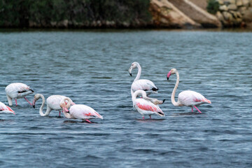 Fototapeta premium Group of flamingo's swimming algarve Portugal