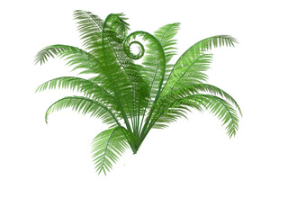 Hd fern on transparent background, 3d rendering