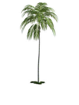 Palm trees on transparent background, 3d rendering