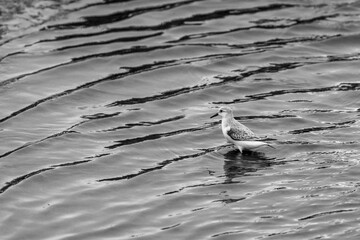 Little water bird sitting in the water Common Ringed Plover