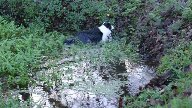 4K vídeo. Slow motion Perro Border Collie alegre saliendo del agua pantanosa y secándose al aire libre