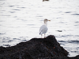 black headed gull