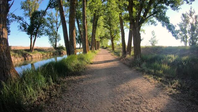 gravel road along the Canal de Castilla, Campos branch next to Medina de Rioseco, Valladolid, Castile and Leon, Spain
