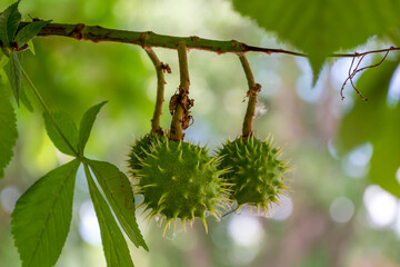 Horse Chestunt Fruit On The Tree In July
