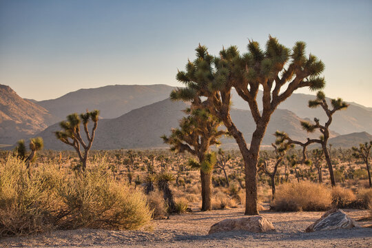 Joshua Trees in National Park