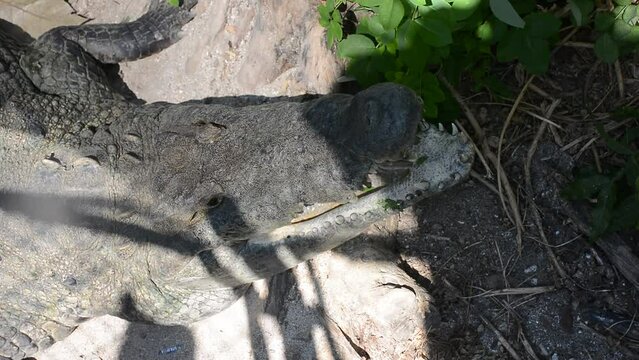 manglar de Cove&ntilde;as Colombia