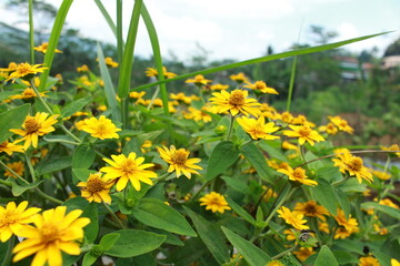 Beauty spring flower melampodium divaricatum or yellow butter daisy2, green leaves in the garden