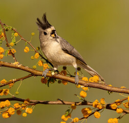 Black Crested Titmouse on tree branch