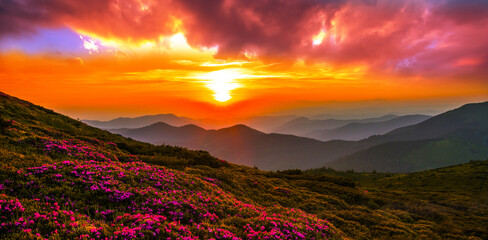 blooming pink rhododendron flowers, amazing panoramic nature scenery,  Carpathian mountains, border...