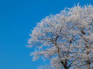 Winter landscape snow on trees 