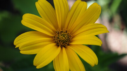 yellow flower