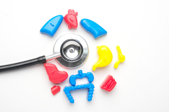 Flatlay picture of toy human organ and stethoscope on white background. Regular medical check up concept.