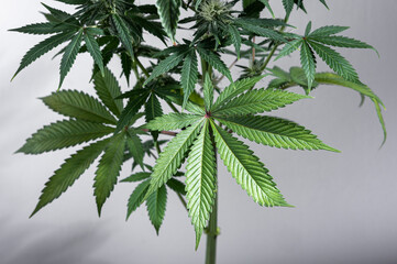 marijuana indica plants