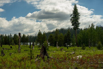 Recovering Forest Fire Burned Meadow Sits At The Edge Of Laurel Lake In Yosemite
