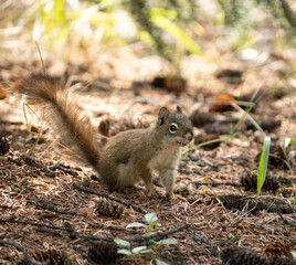 squirrel on the ground