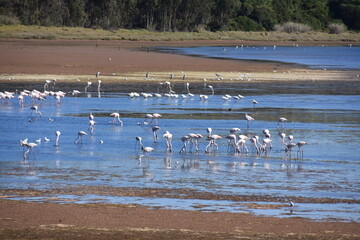 lagoon, flamingos, birds, sea, beach, bay,