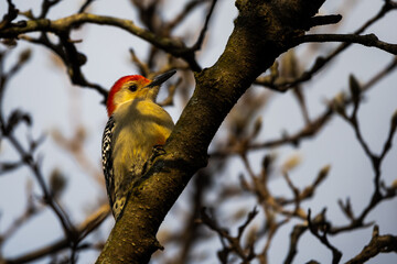 red headed woodpecker