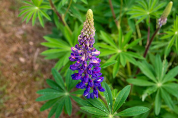 Close-up of a flowering lupine (Lupinus)