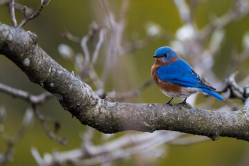 blue bird on a branch