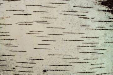 Texture of a rind of a birch tree