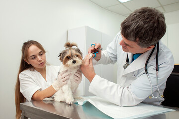 biewer york dog on examination in a veterinary clinic, a veterinarian doctor and a nurse girl cut the claws of a pet