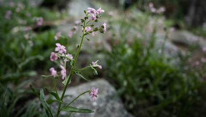 Sticky Geranium Grows In Boulder Field Along Trail