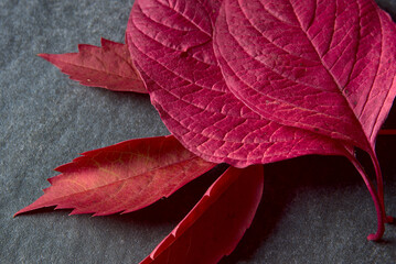 Red leaves on a gray stone background.