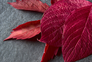 Red leaves on a gray stone background.