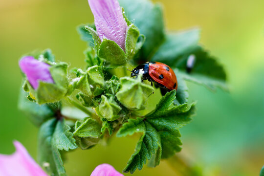 Close-up of ladybug on plant