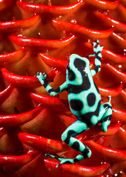 Green and Black Poison Dart Frog (Dendrobates auratus)