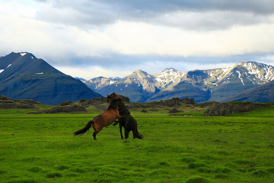 Two Icelandic horses playing on grass in front of hills, Hofn, Iceland