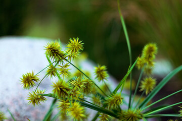 Obraz premium flower