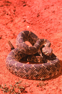 Snakes