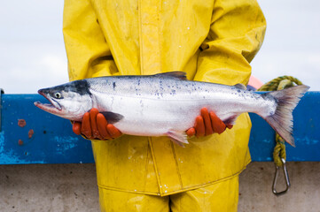 Salmon fisherman holding a fresh fish, Bristol Bay, Alaska, USA