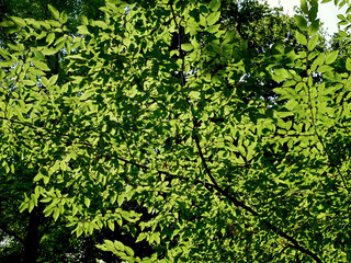 Texture of green leaves of a tree in the hot summer season