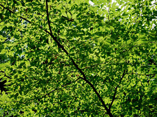 Fototapeta na wymiar Texture of green leaves of a tree in the hot summer season