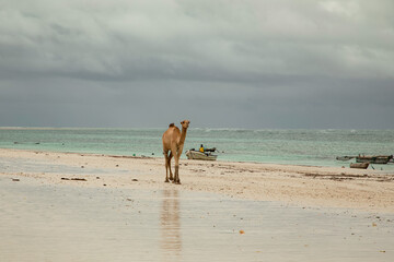 Camel walking at the beach in Diani Beach - Galu Beach - in Kenya, Africa