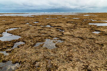 coral reef in the Indian Ocean near the shore at low tide. many marine organisms live in it